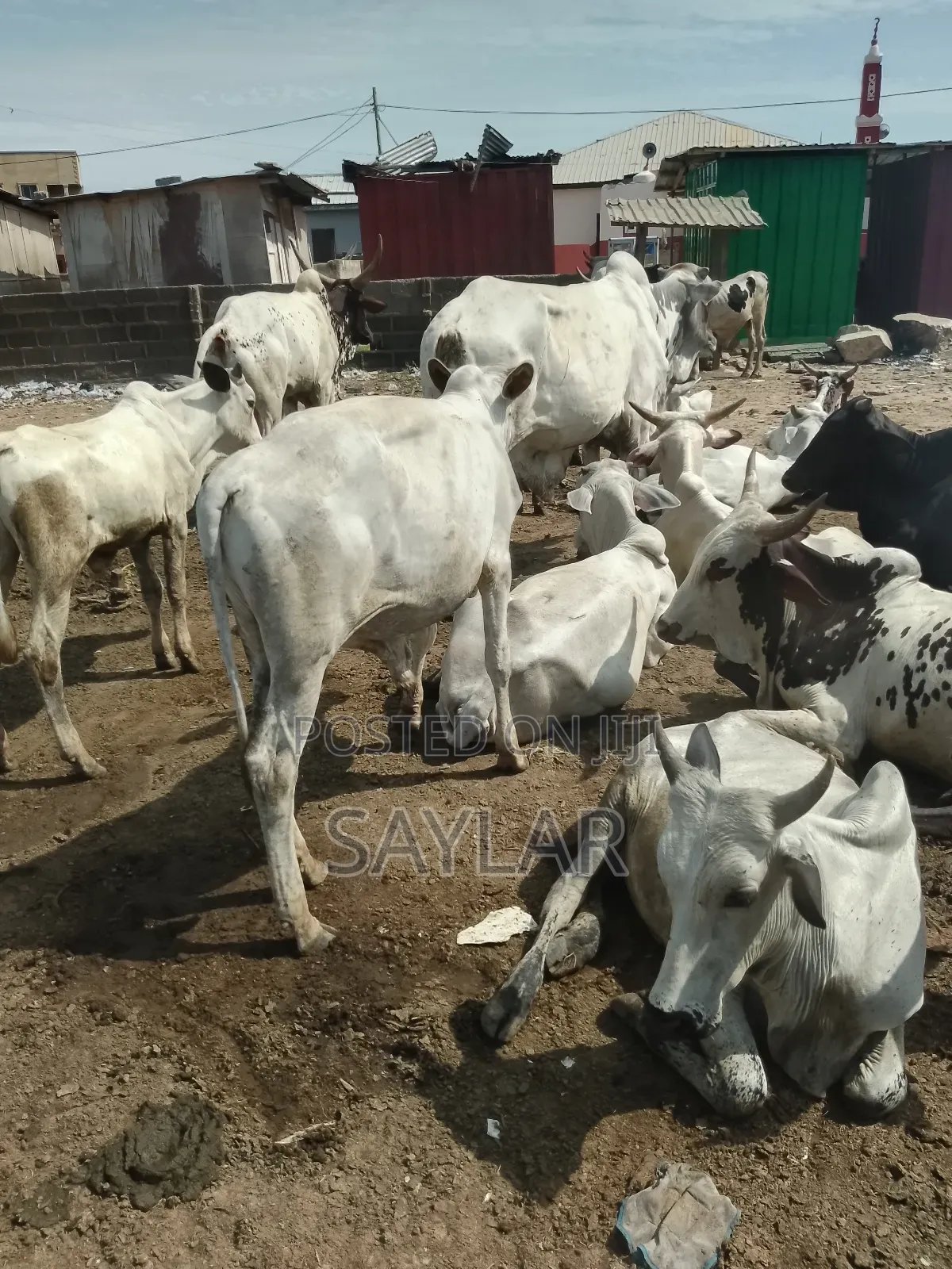 Healthy Cow's for Sale