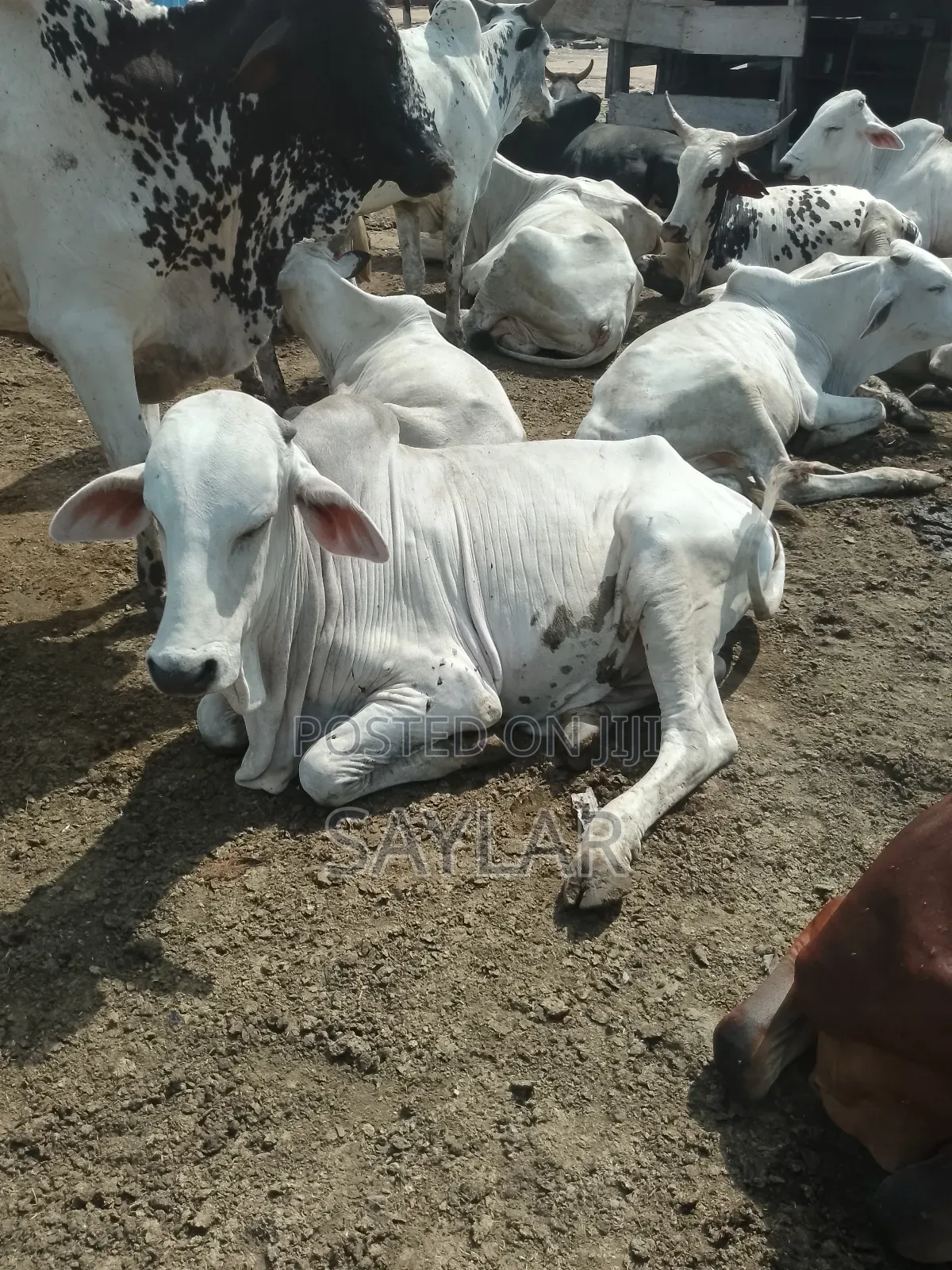 Healthy Cow's for Sale