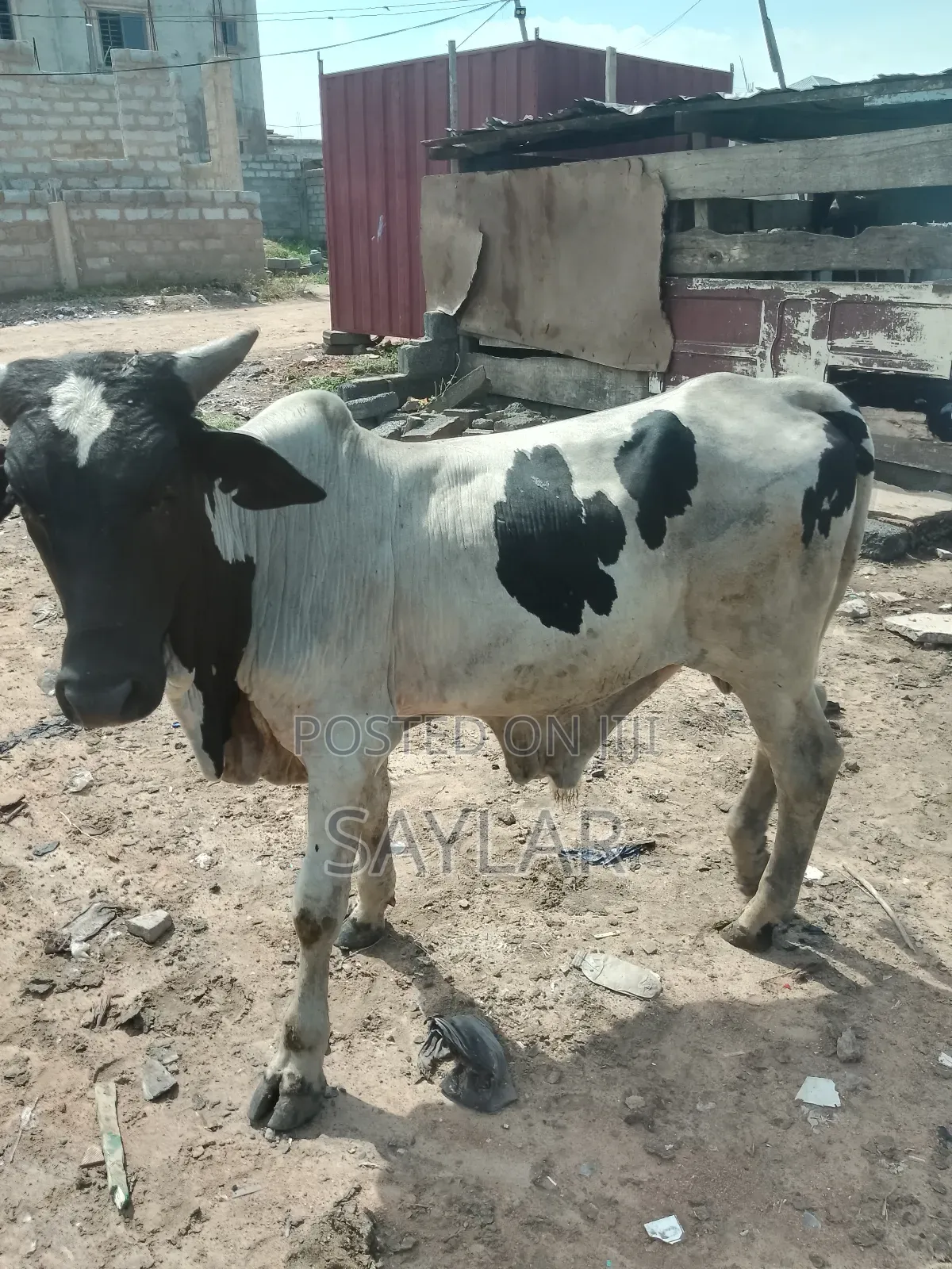 Healthy Cow's for Sale