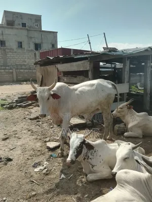 Healthy Cow's for Sale