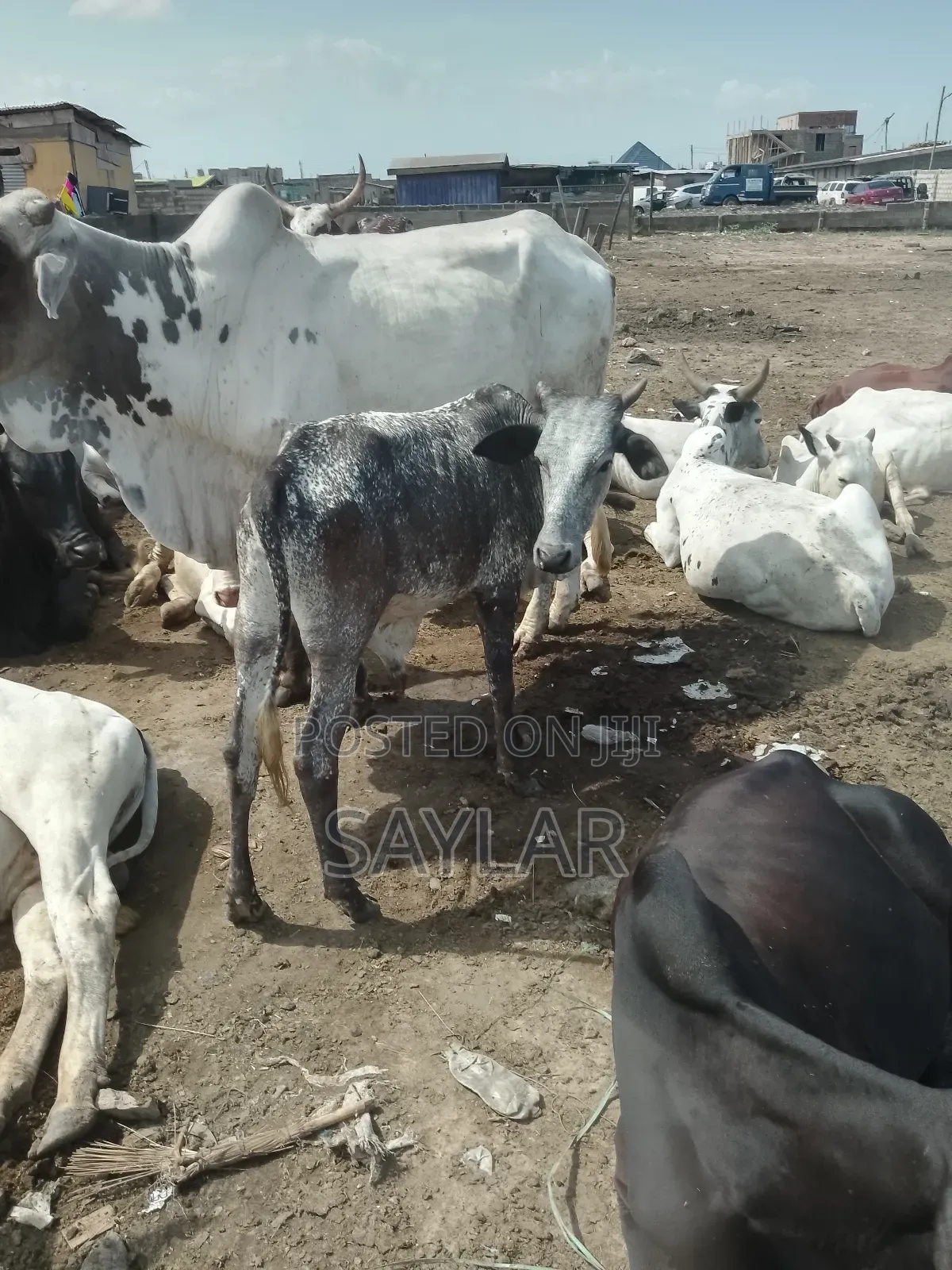 Healthy Cow's for Sale