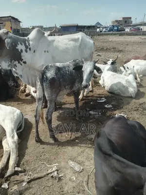 Healthy Cow's for Sale
