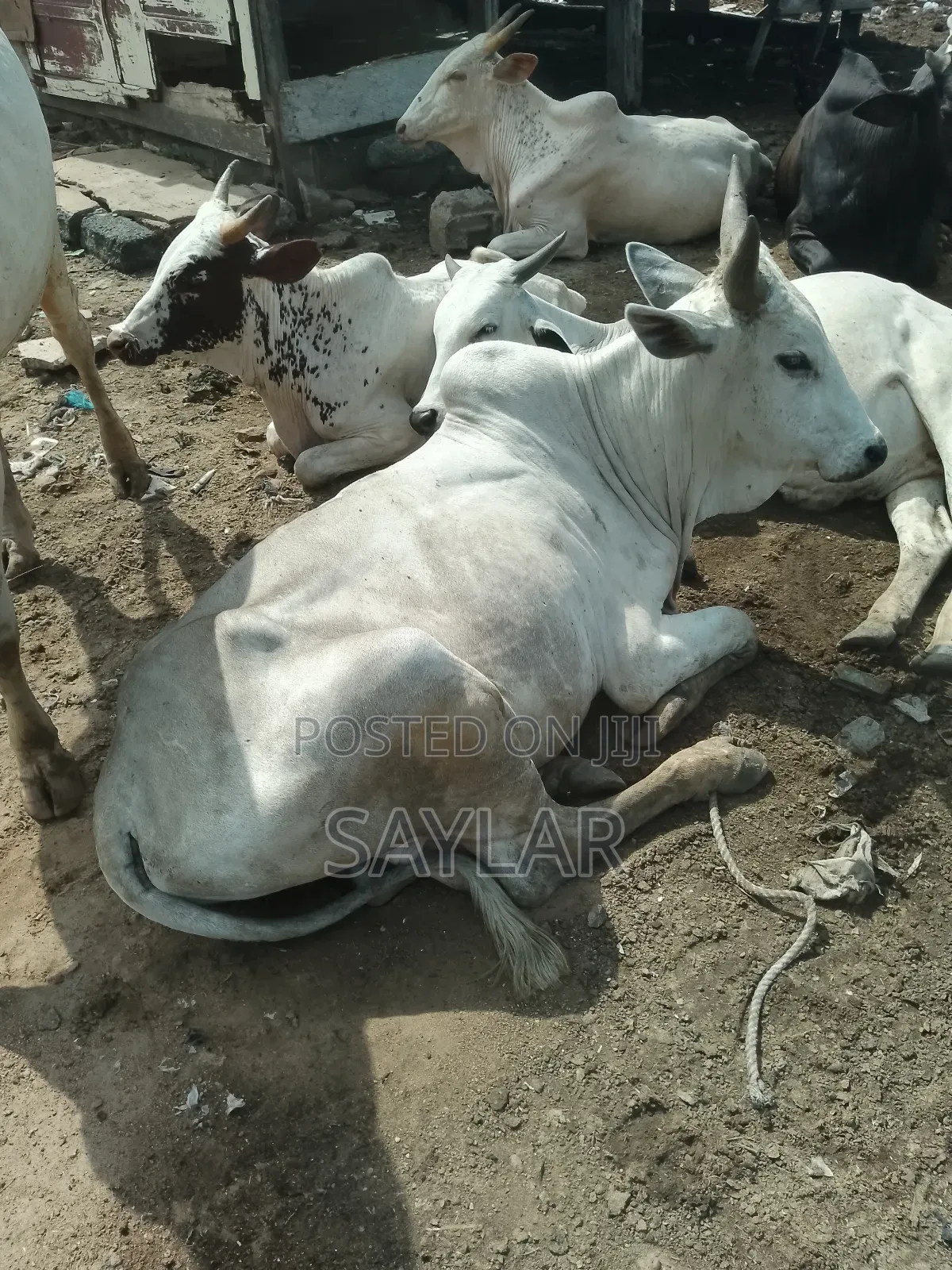 Healthy Cow's for Sale