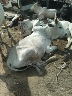 Healthy Cow's for Sale