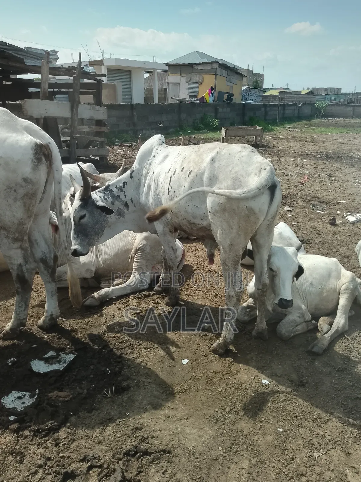 Healthy Cow's for Sale