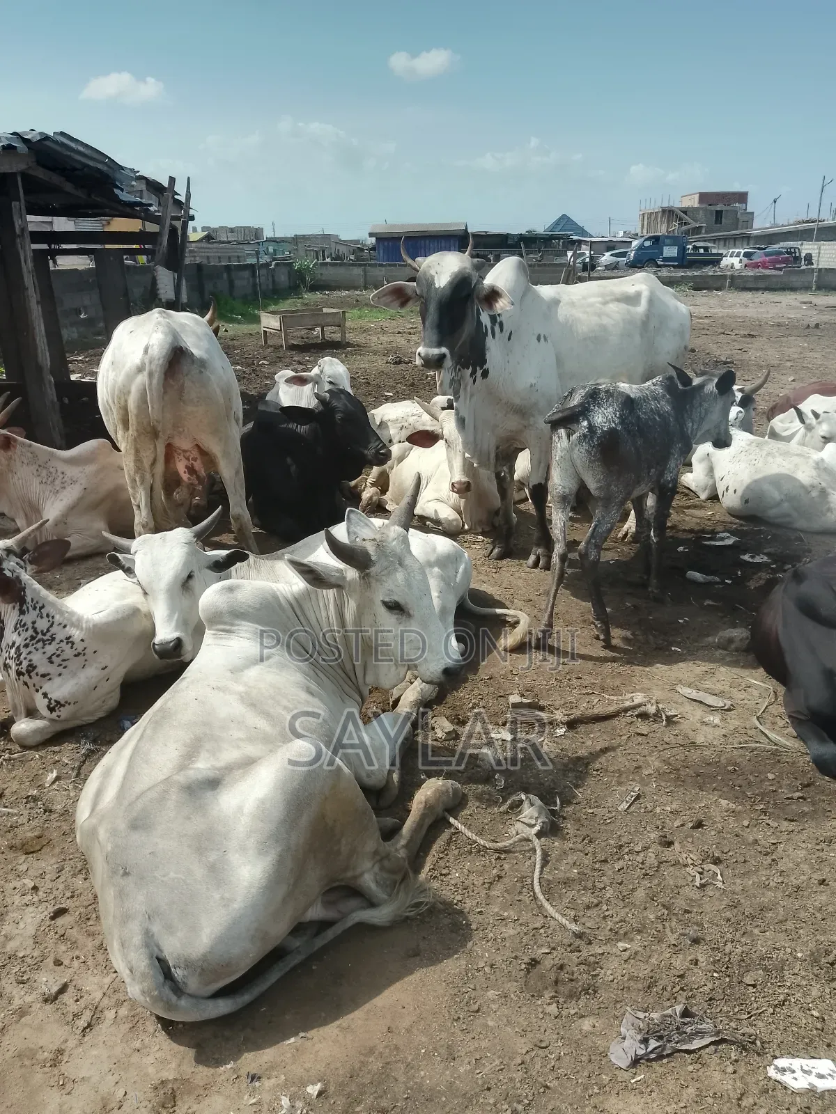 Healthy Cow's for Sale
