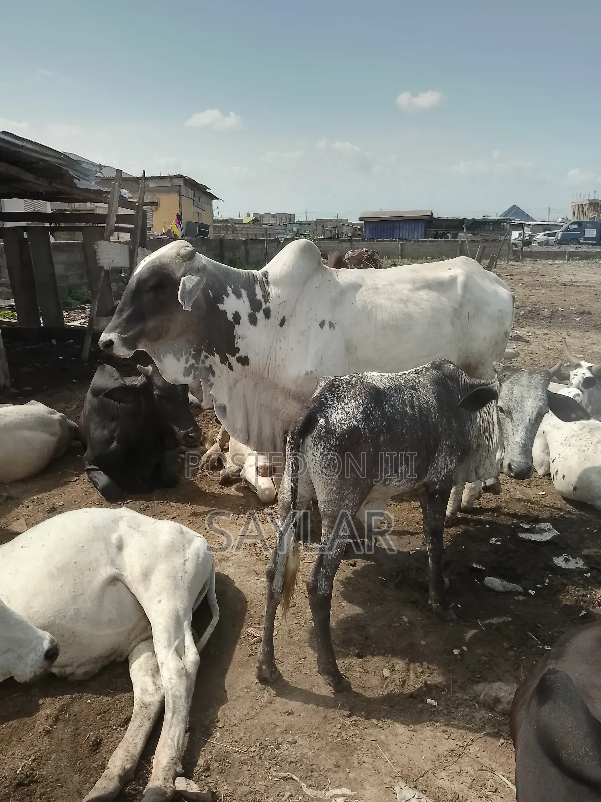 Healthy Cow's for Sale