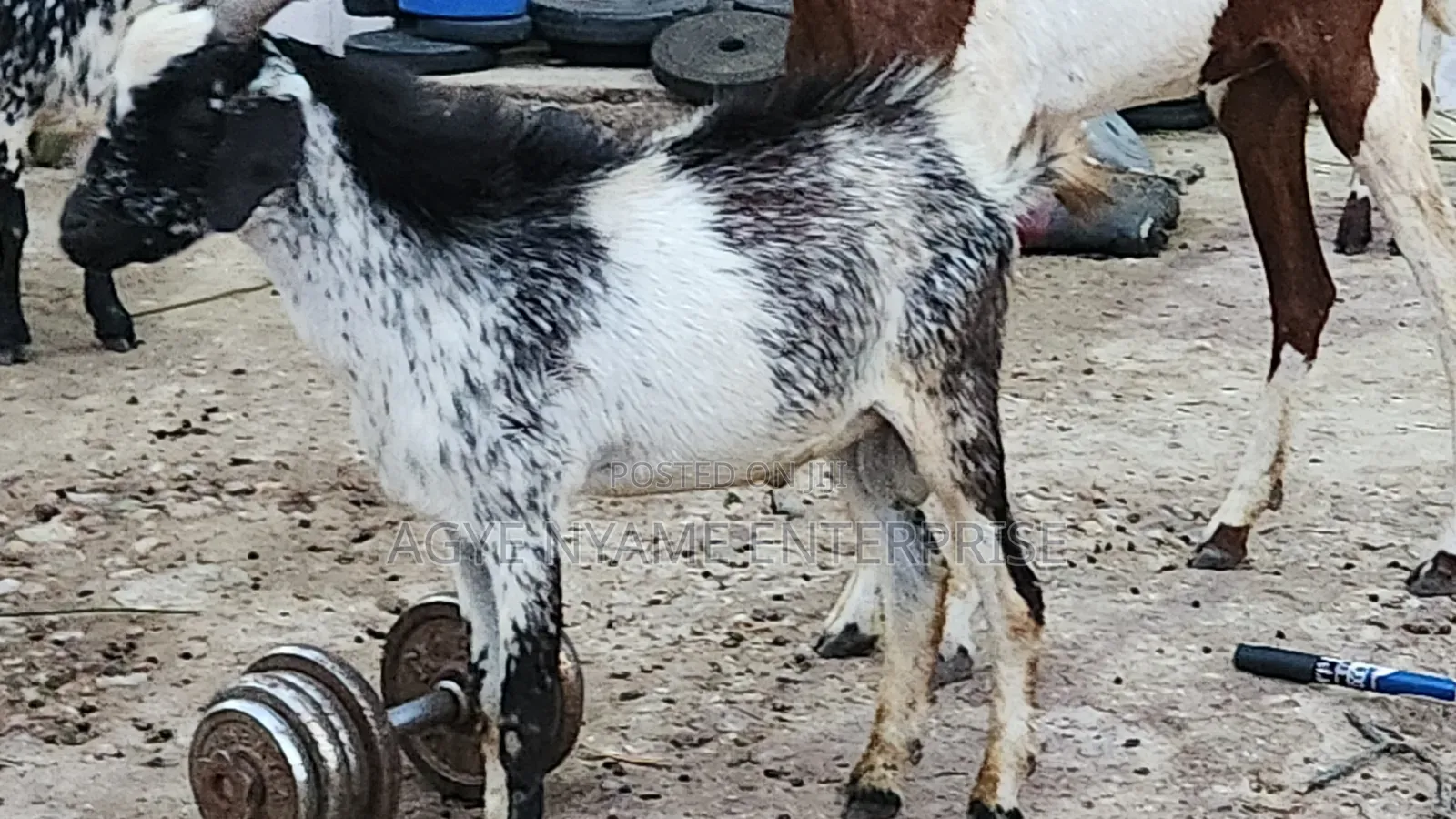 Cool Goat for Meat
