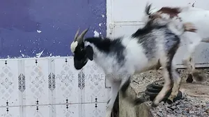 Cool Goat for Meat