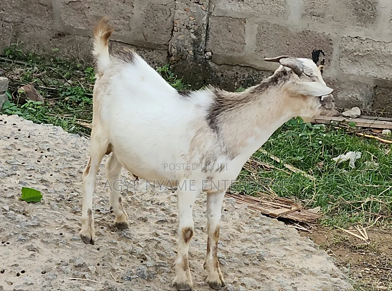Cool Goat for Meat