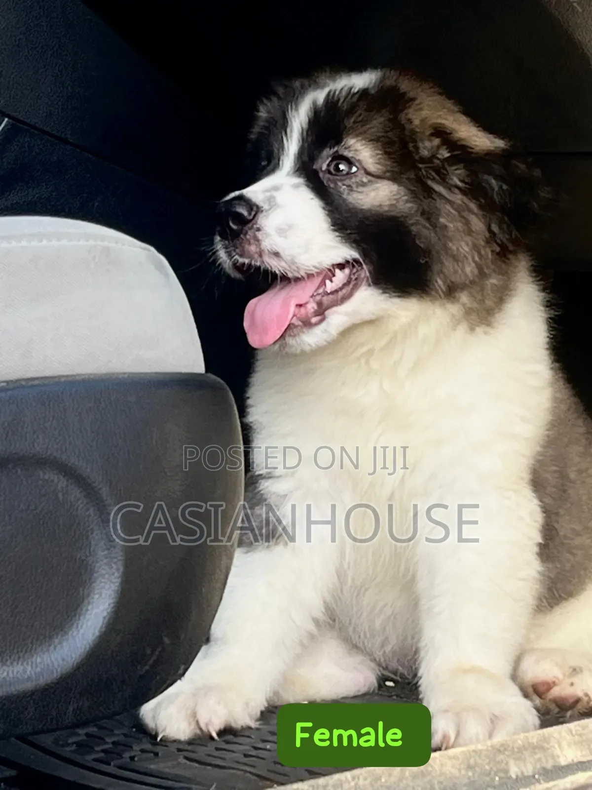 0-1 month Male Purebred Caucasian Shepherd