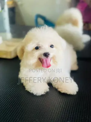 1-3 months Male Purebred Maltese
