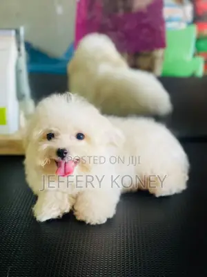 1-3 months Male Purebred Maltese