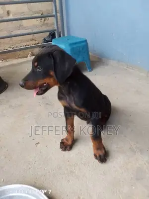 1-3 months Male Purebred Doberman Pinscher