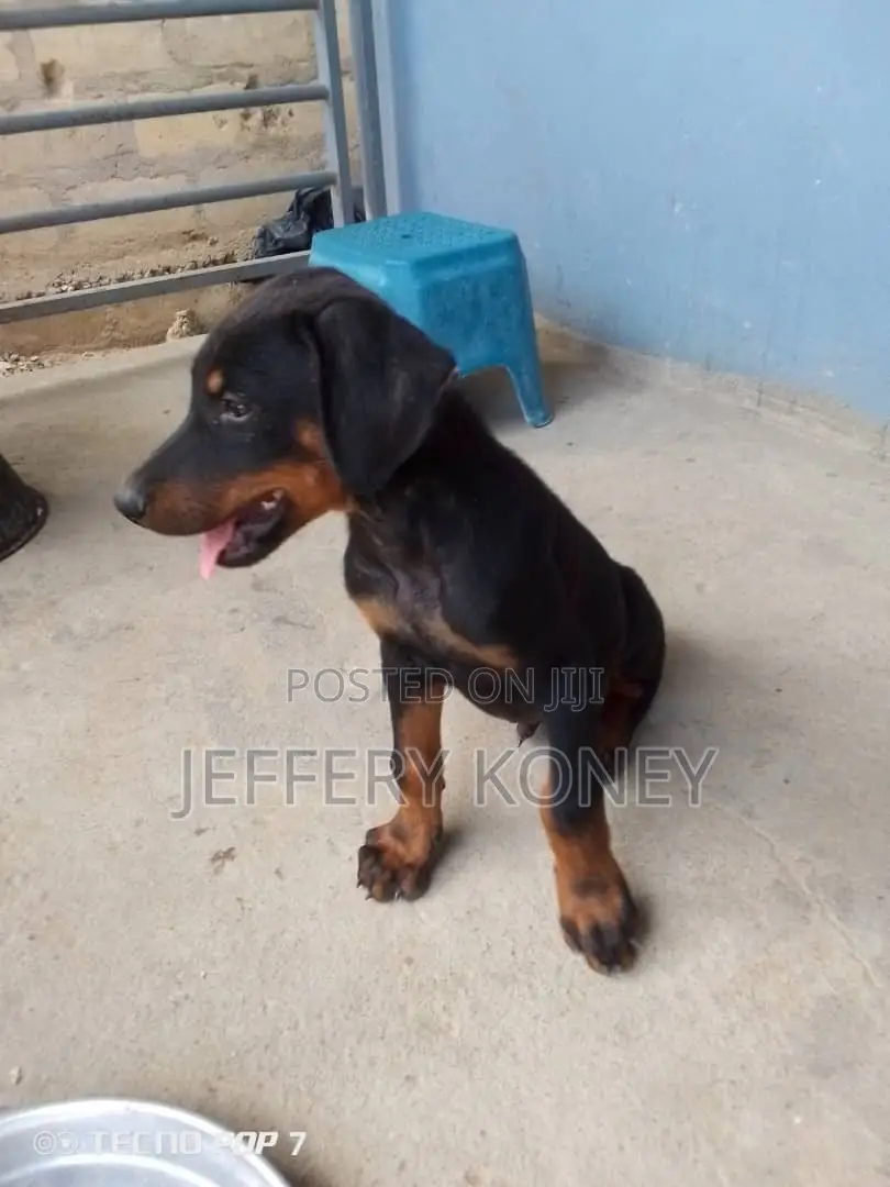 1-3 months Male Purebred Doberman Pinscher
