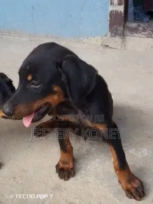 1-3 months Male Purebred Doberman Pinscher