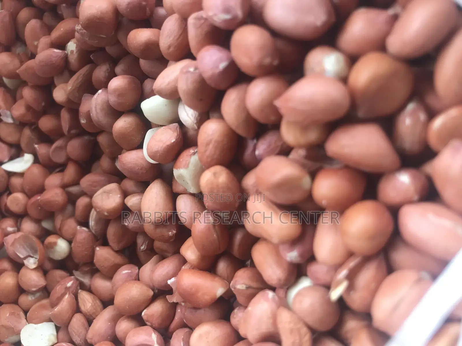 Fresh And Roasted Groundnut (100kg)