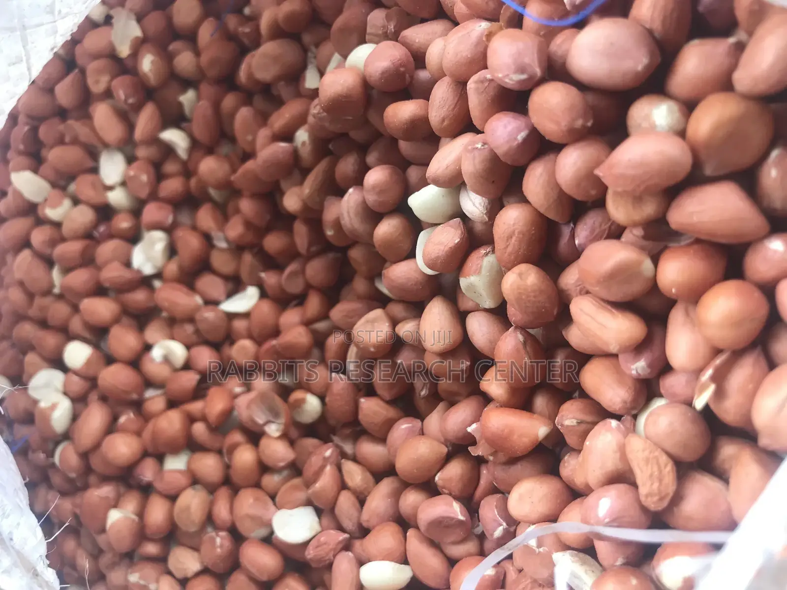 Fresh And Roasted Groundnut (100kg)