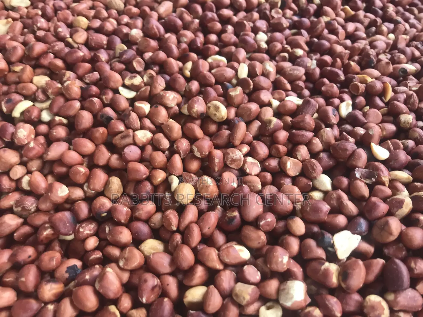 Fresh And Roasted Groundnut (100kg)