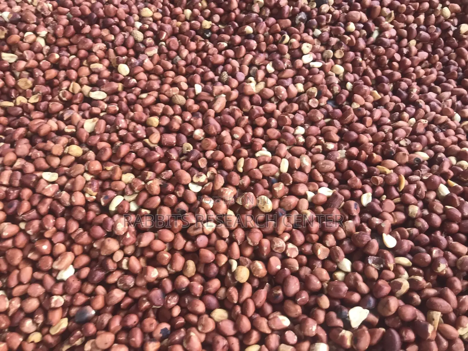 Fresh And Roasted Groundnut (100kg)