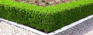 Green Hedge