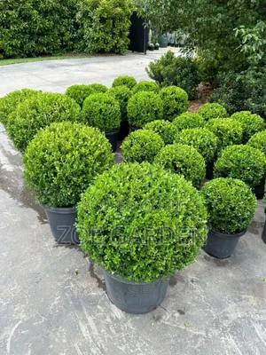 Green Hedge