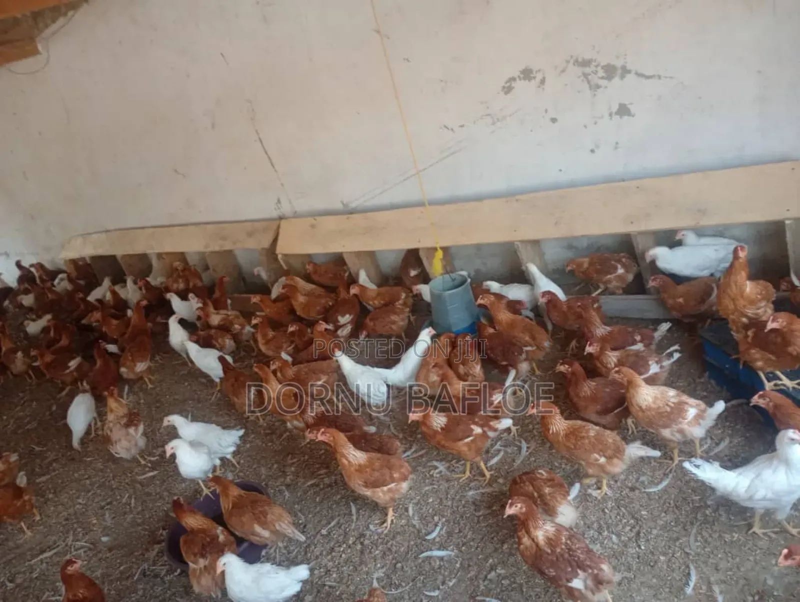Farm Manager, Project Manager