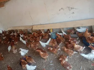 Farm Manager, Project Manager