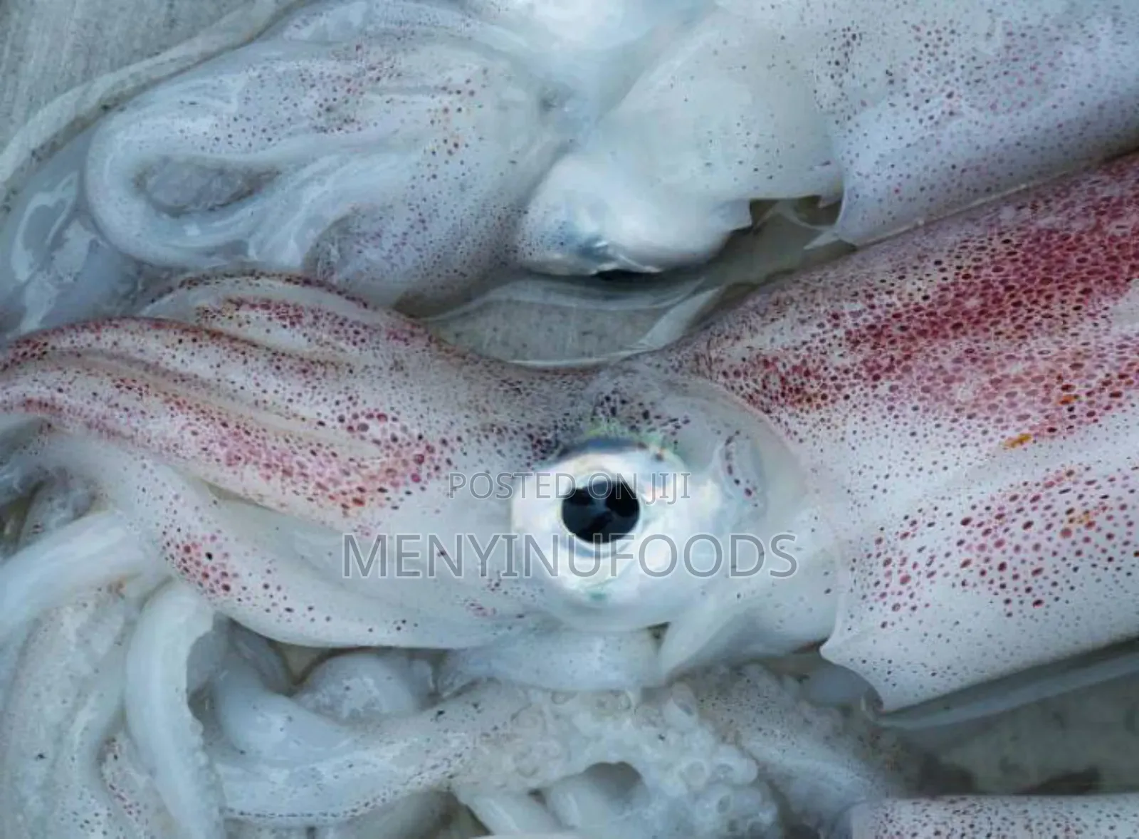 Fresh Squid Octopus for Sale – Wholesale Retail | Ghana