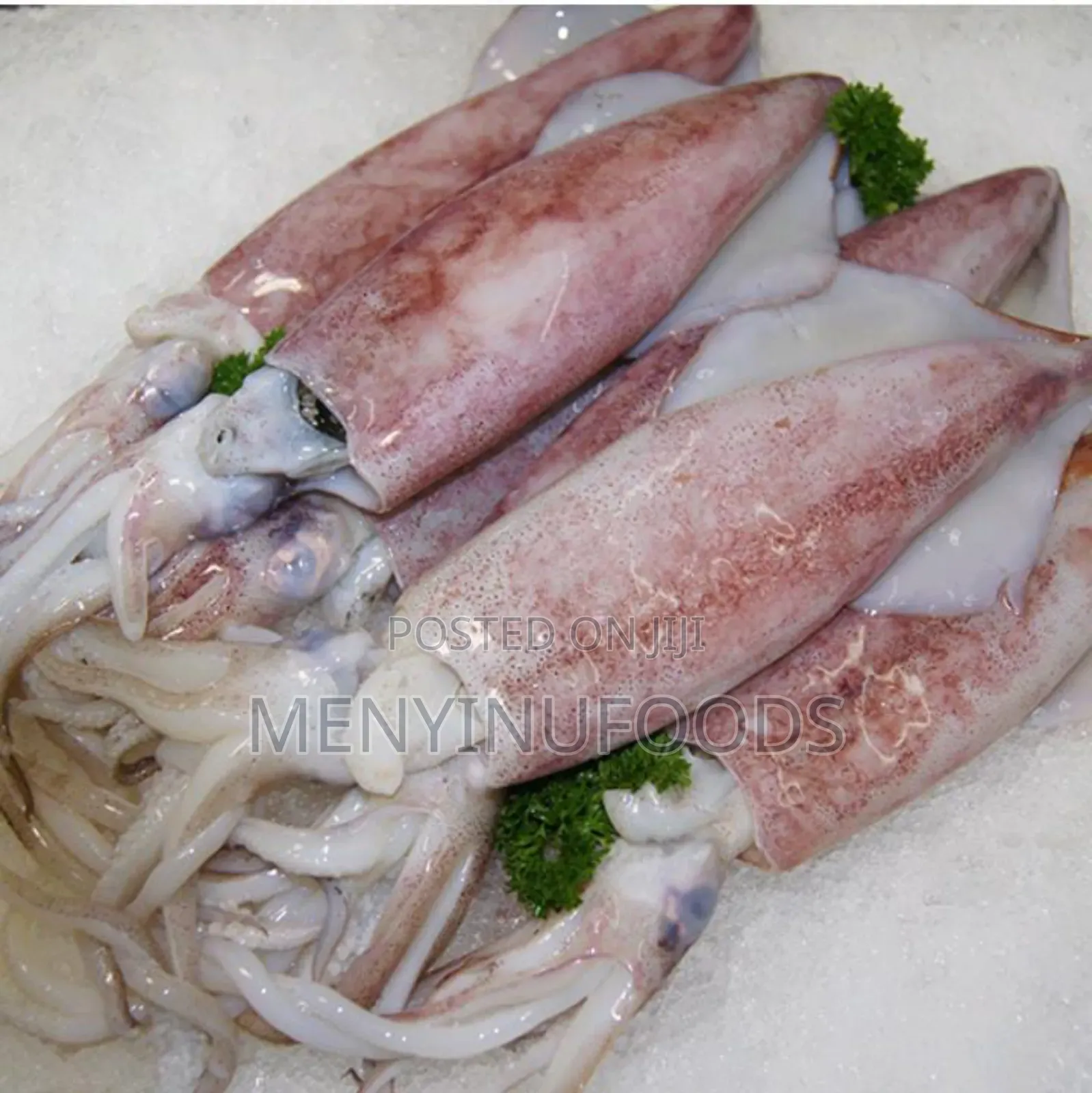 Fresh Squid Octopus for Sale – Wholesale Retail | Ghana