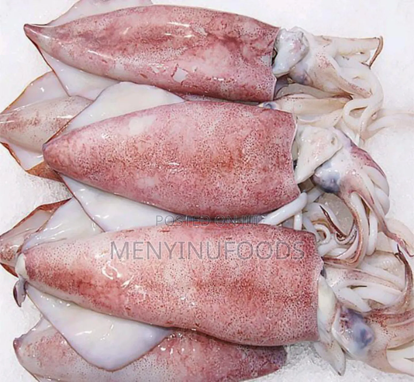 Fresh Squid Octopus for Sale – Wholesale Retail | Ghana