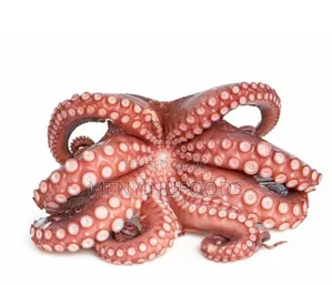 Fresh Squid Octopus for Sale – Wholesale Retail | Ghana