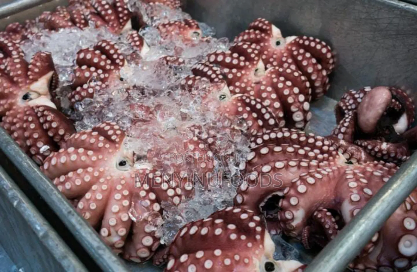 Fresh Squid Octopus for Sale – Wholesale Retail | Ghana