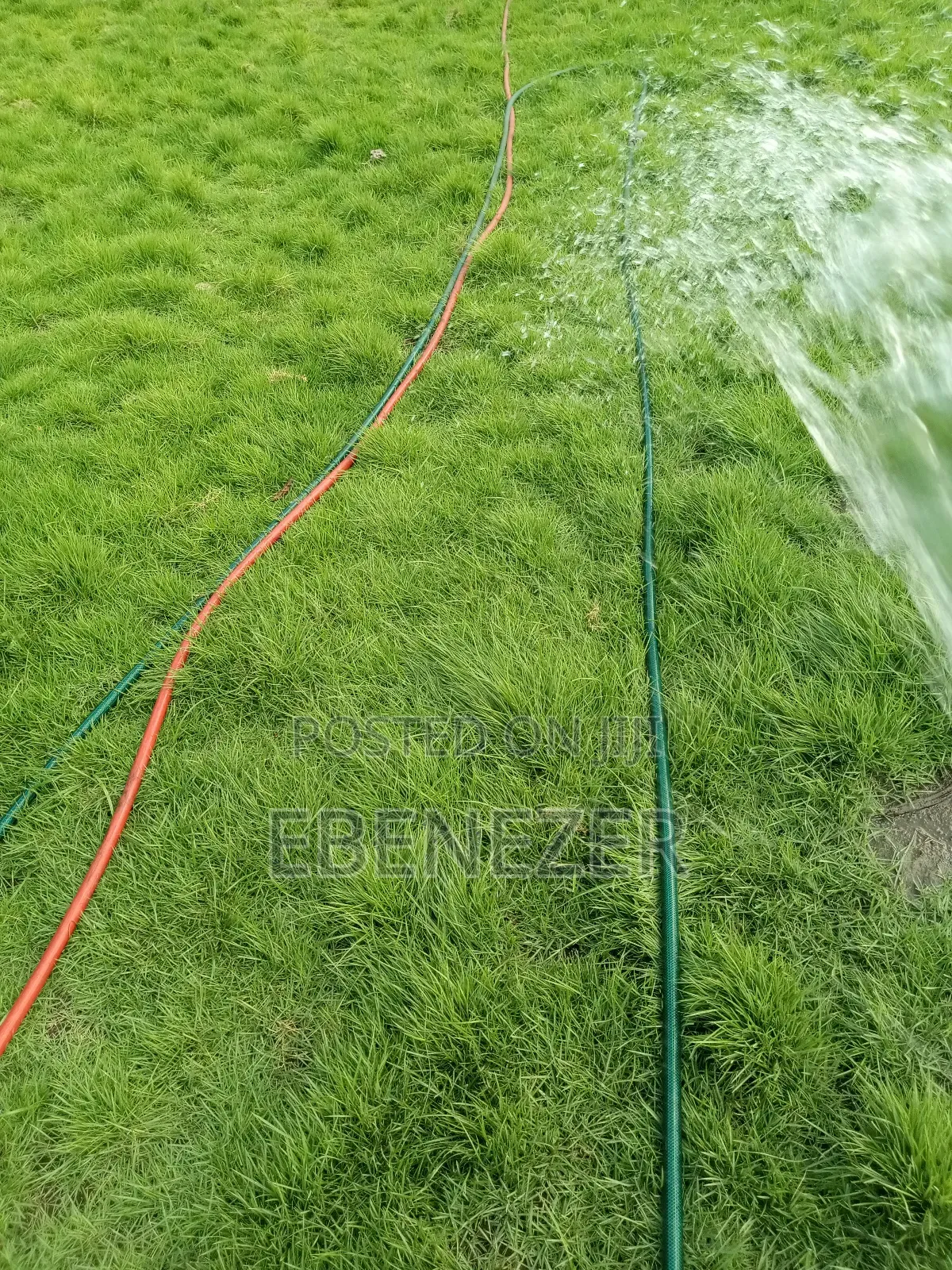 Carpet Grass