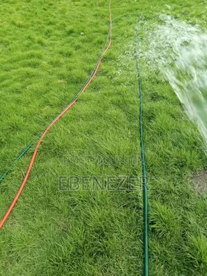 Carpet Grass