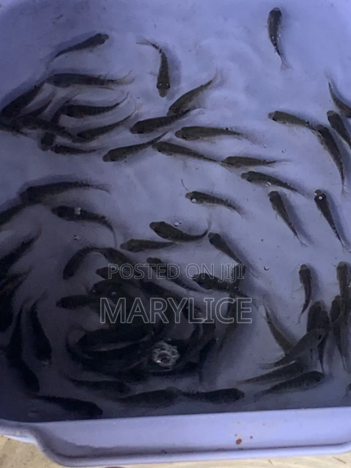 Fast-growing And Healthy Tilapia Fingerlings Available