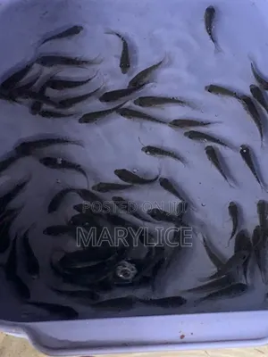 Fast-growing And Healthy Tilapia Fingerlings Available