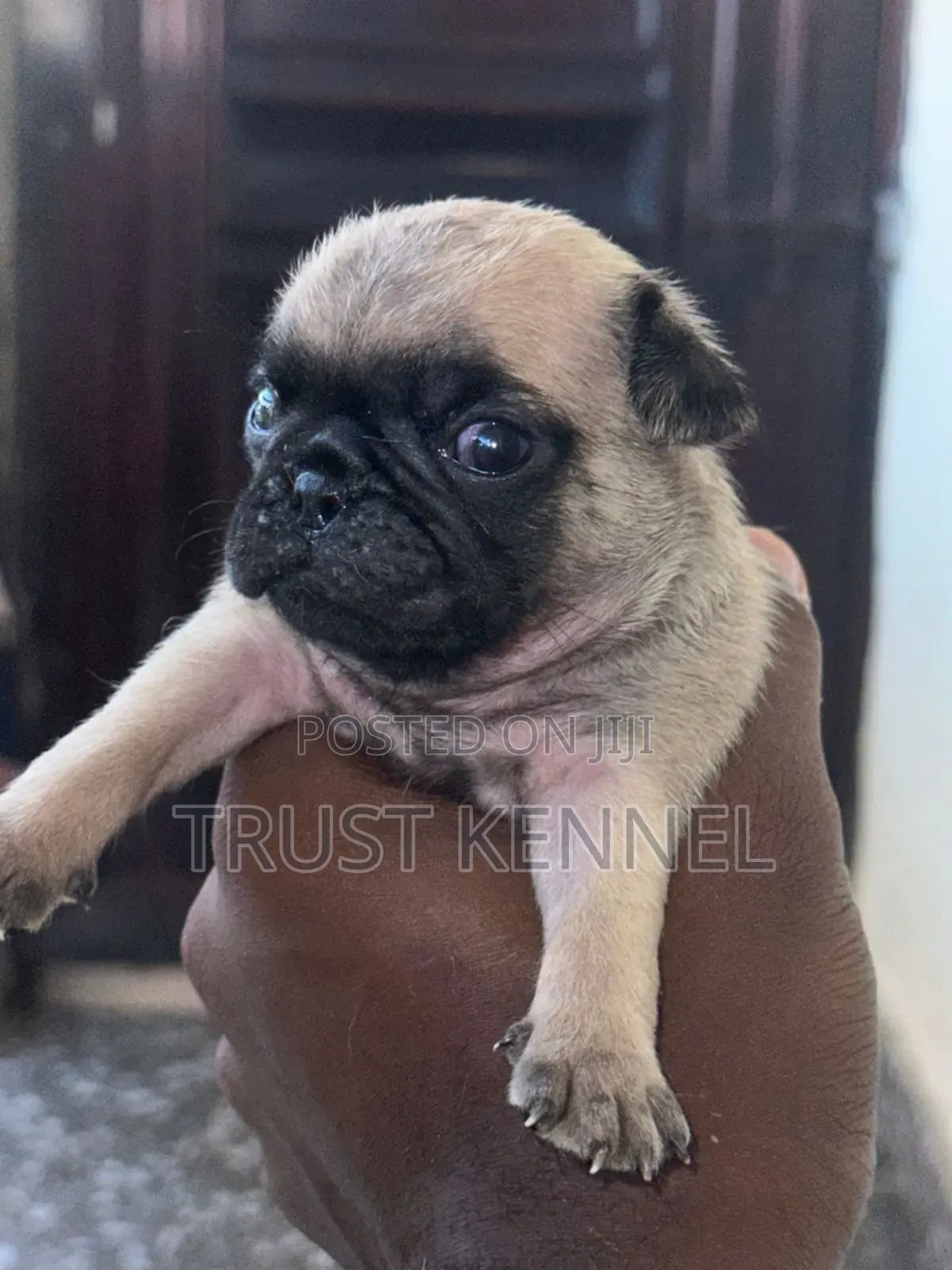 1-3 months Male Purebred Pug