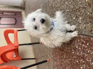 1+ year Male Purebred Maltese