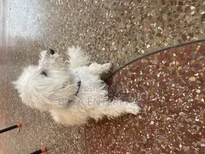 1+ year Male Purebred Maltese