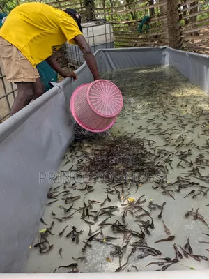 Catfish Juveniles