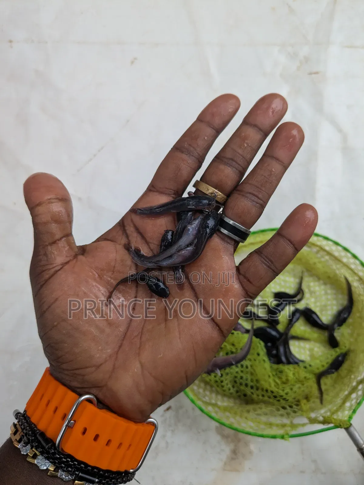 Catfish Juveniles