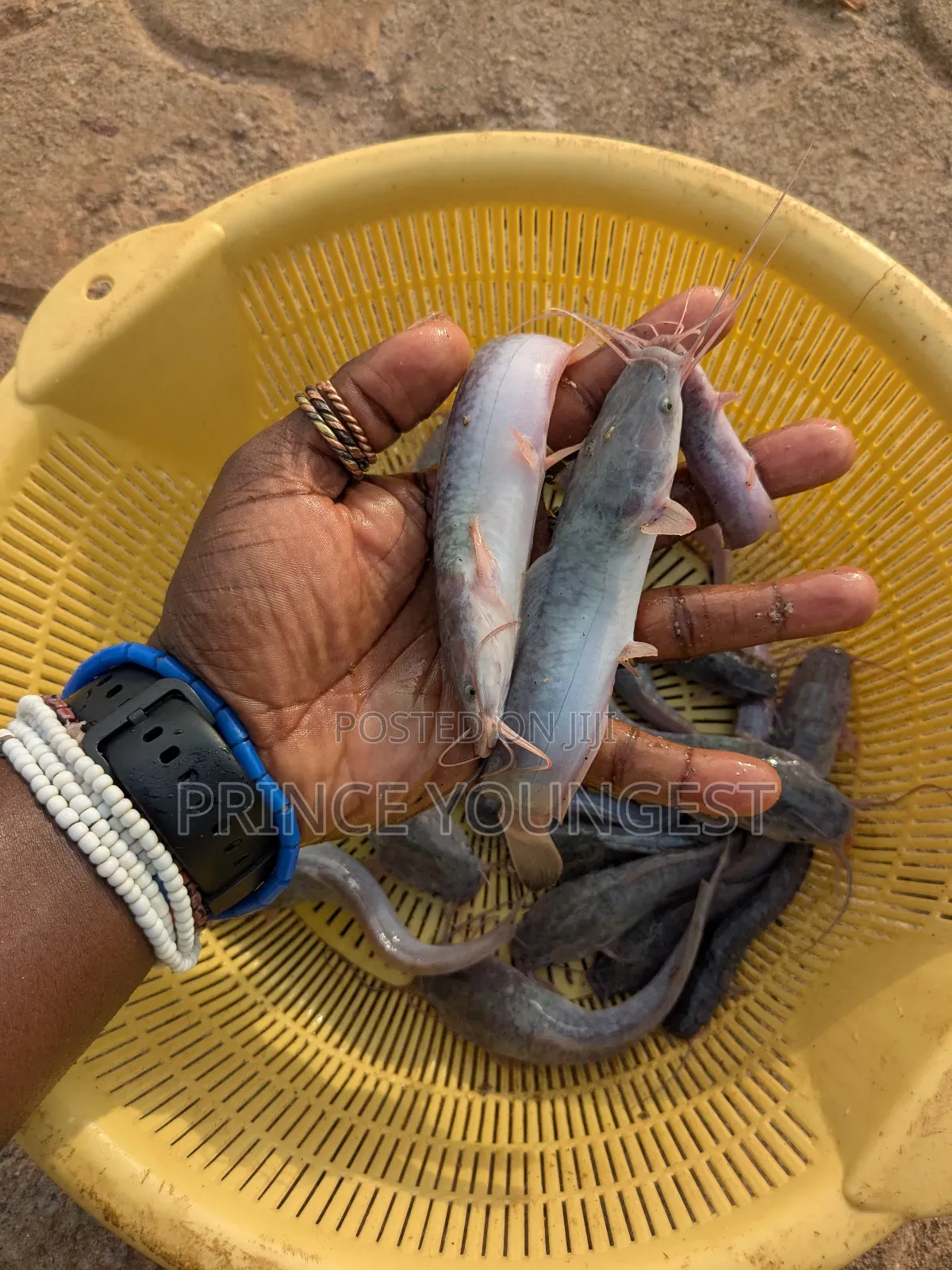 Catfish Jumbo