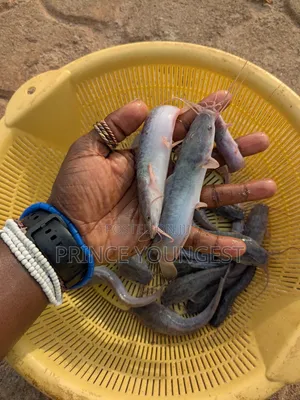 Catfish Jumbo