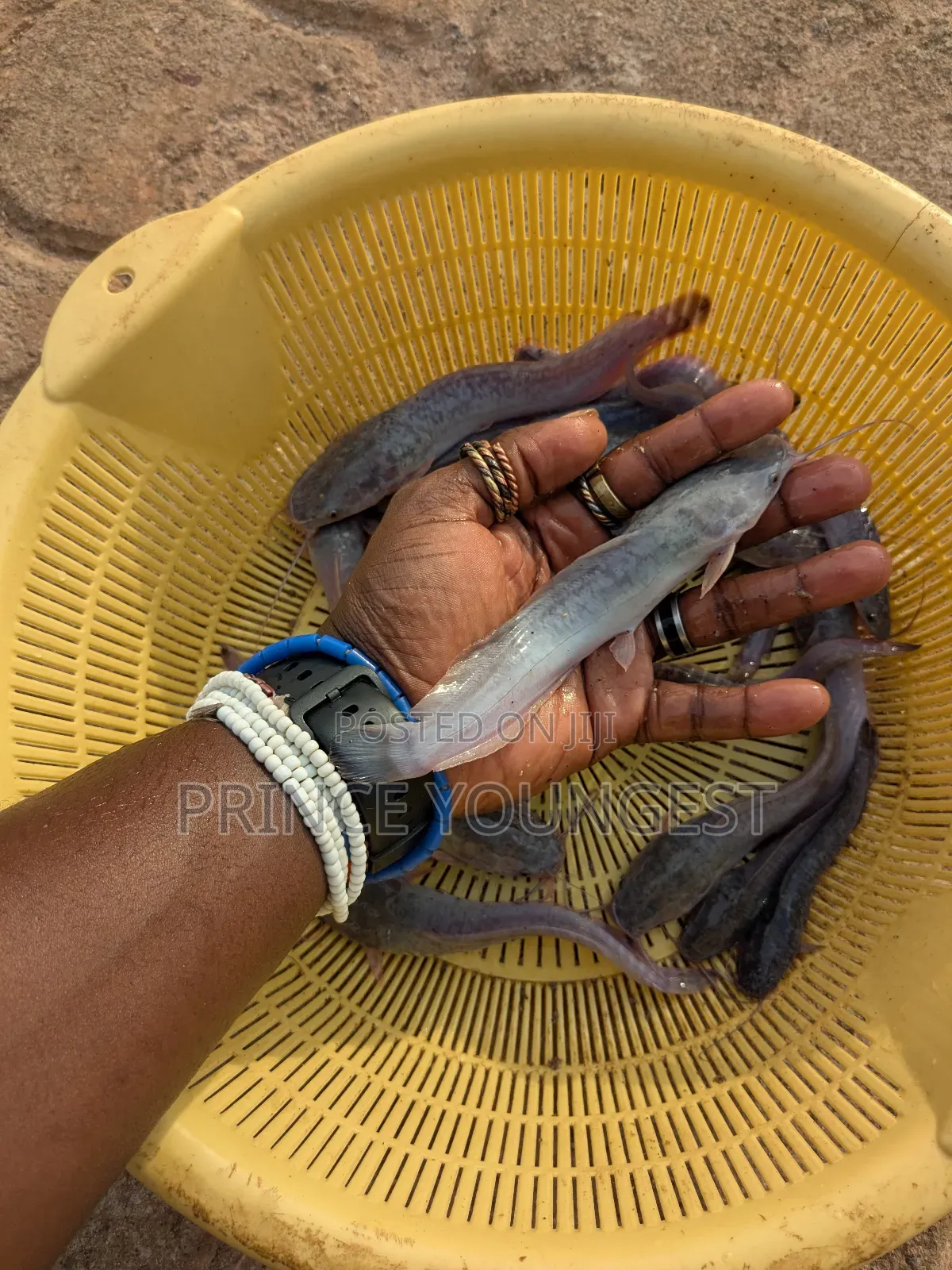 Catfish Jumbo