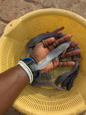 Catfish Jumbo
