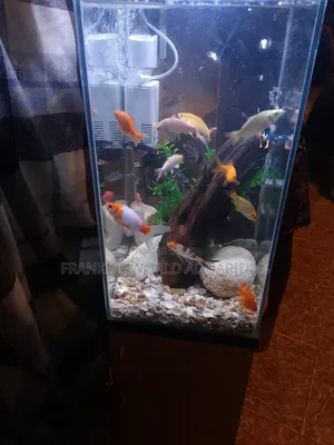 Mini Aquarium With Cabinet Stand