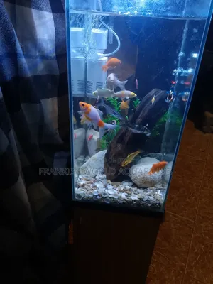 Mini Aquarium With Cabinet Stand