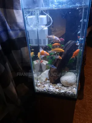 Mini Aquarium With Cabinet Stand