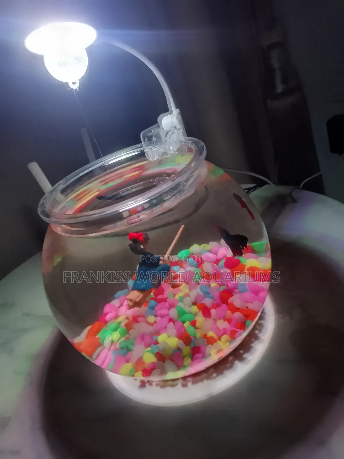 Mini Aquarium Bowl